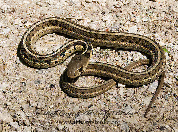 Thamnophis sirtalis  EASTERN GARTER SNAKE 8014119z