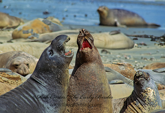 Mirounga angustirostris  NORTHERN ELEPHANT SEAL 110816z
