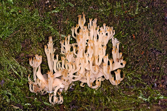 Artomyces pyxidatus  CROWN CORAL 6012297z