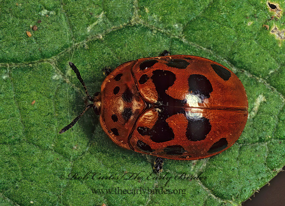 Chelymorpha cassidea  ARGUS TORTOISE  BEETLE80703z