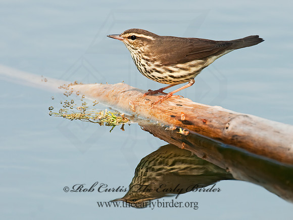 Parkesia noveboracensis  NORTHERN WATERTHRUSH 3007683z