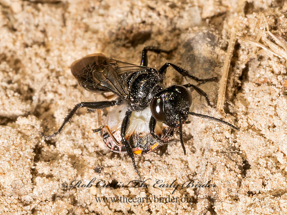 Astata unicolor CRABRONID WASP 9080661z