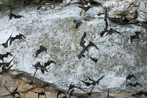 Tadarida brasiliensis  MEXICAN FREE-TAILED BAT 6040919z