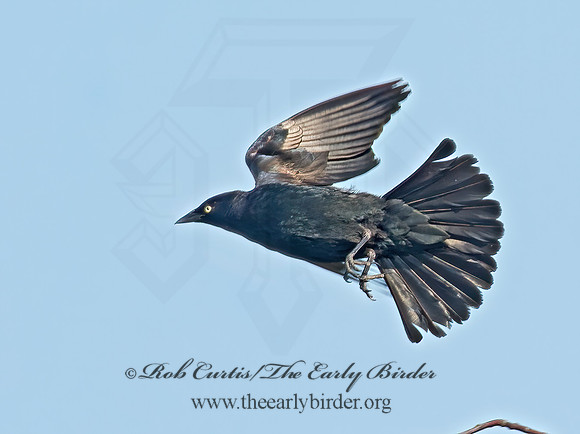 Euphagus cyanocephalus  BREWER'S BLACKBIRD 9002495z