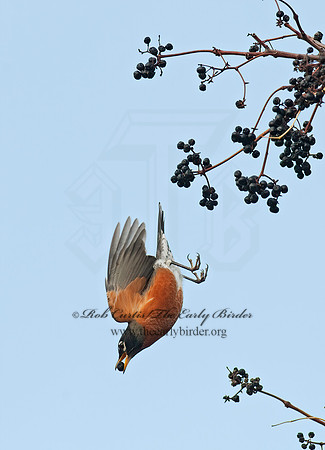 Turdus migratorius  AMERICAN ROBIN 8024536z