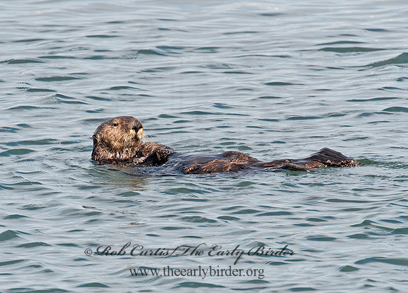 Enhydra lutris nereis  SOUTHERN SEA OTTER 8020317 z