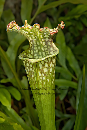 Sarracenia leucophylla  CRIMSON PITCHER PLANT 5011013z