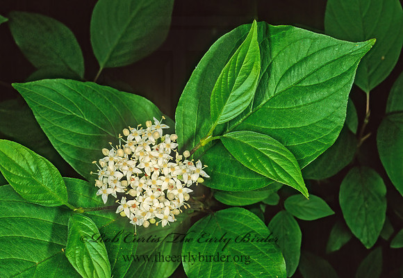 Cornus sericea  RED-OSIER DOGWOOD 245327z