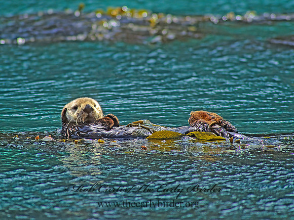 Enhydra lutris nereis  SOUTHERN SEA OTTER 128930 z
