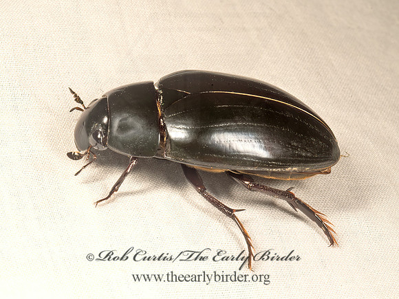 Hydrophilus ovatus  GIANT WATER SCAVENGER BEETLE 9050492z