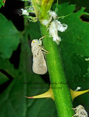 Metcalfa pruinosa 135003z