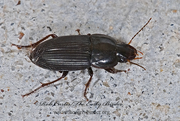 Anisodactylus (Gynandrotarsus) dulcicollis 7003509z