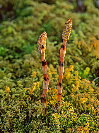 Equisetum arvense  COMMON HORSETAIL 242109z