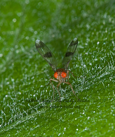 Chymomyza amoena VINEGAR FLY 6007427z