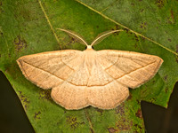 Eusarca confusaria CONFUSED EUSARCA 9051318z