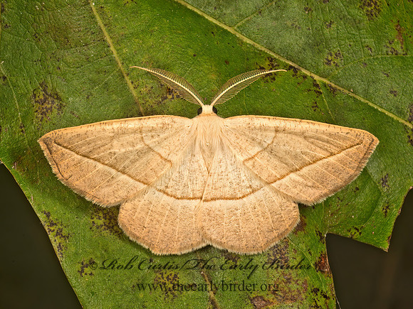 Eusarca confusaria  CONFUSED EUSARCA 9051318z