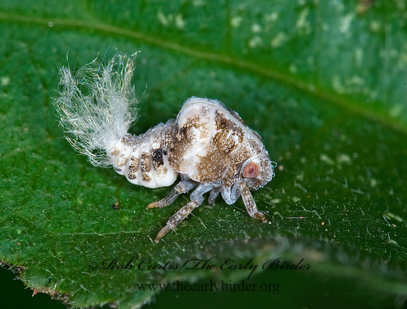 Acanalonia bivittata 6009136z