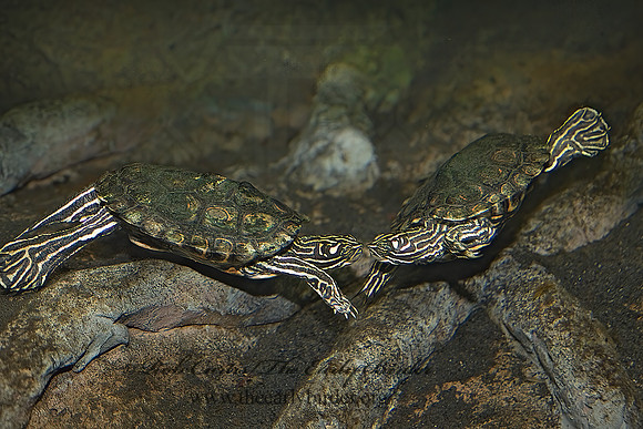Graptemys oculifera   RINGED SAWBACK TURTLE 8016027z