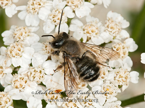 Megachile  LEAF-CUTTING BEE 3015444z