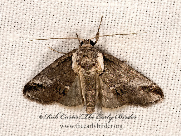 Baileya australis  SMALL BAILEYA MOTH 3035337z