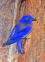 Sialia mexicana WESTERN BLUEBIRD 121902z