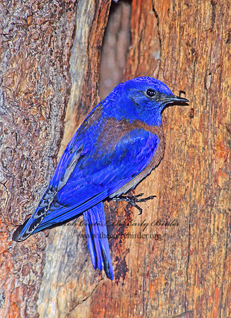 Sialia mexicana  WESTERN BLUEBIRD 121902z