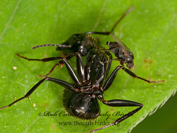 Rhyncophoromyia conica  SCUTTLE FLY 3015601z