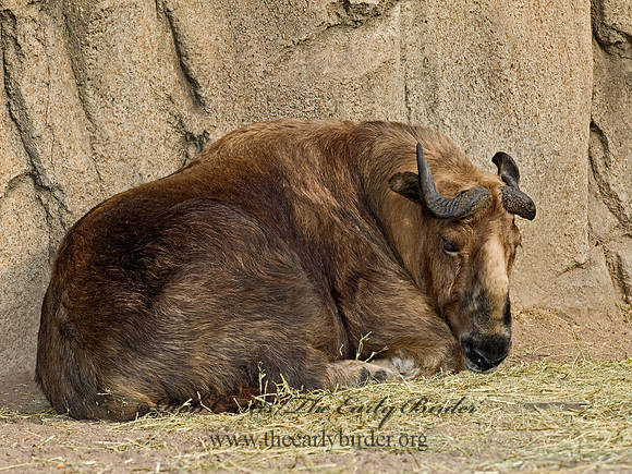Budorcas taxicolor tibetana  SICHUAN TAKIN 6018770z