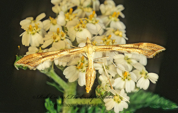 Gillmeria pallidactyla  YARROW PLUME MOTH 177614z