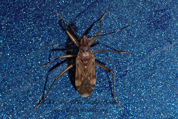 Ozophora picturata complex  DIRT-COLORED SEED BUG 3039279z