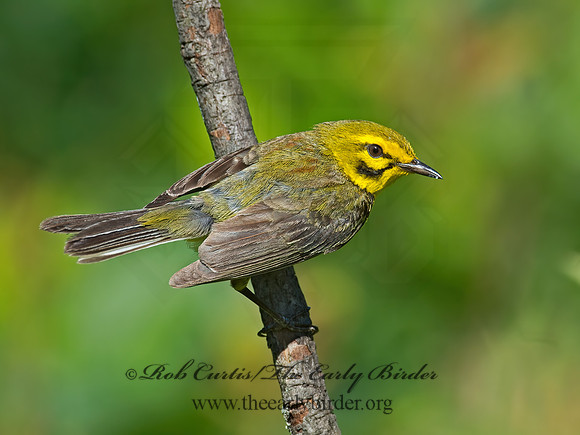 Setophaga discolor = PRAIRIE WARBLER  9023702z