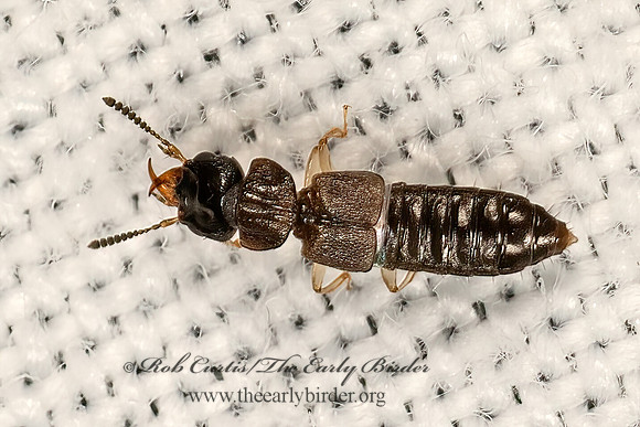 Oxytelini  ROVE BEETLE 3041838z