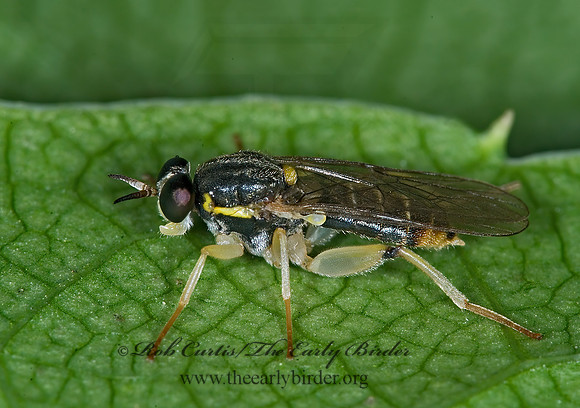 Solva pallipes  XYLOMYID FLY 6012798sz
