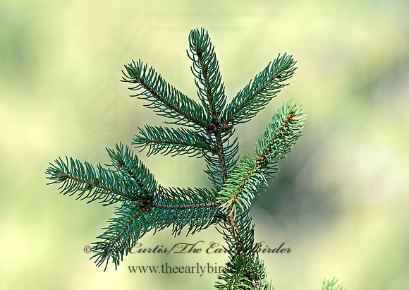 Picea abies  NORWAY SPRUCE 6037300z