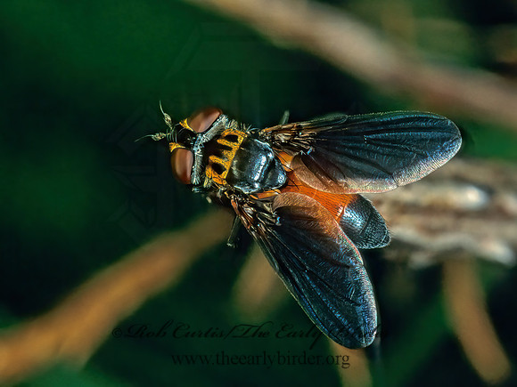 Trichopoda pennipes  FEATHER-LEGGED TACHINID 178129z