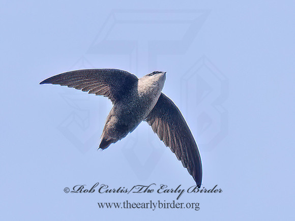 Chaetura pelagica CHIMNEY SWIFT 9093731z