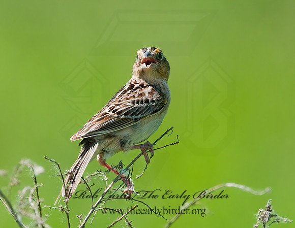 Ammodramus savannarum  GRASSHOPPER SPARROW 3008417z