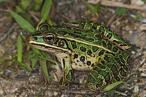 Lithobates pipiens  NORTHERN LEOPARD FROG 6012062 z