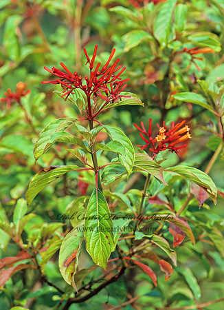Hamelia patens  FIREBUSH 260606z