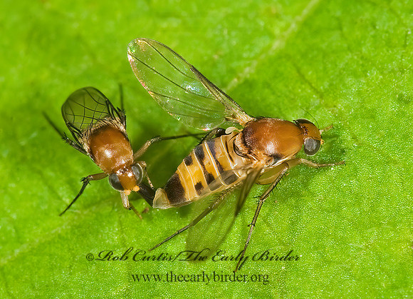 Phalacrotophora longifrons  SCUTTLE FLY 8014923z