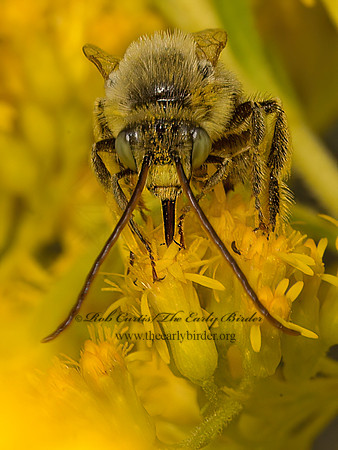 Melissodes (Eumelissodes) tp2  LONG-HORNED BEE  9053431z