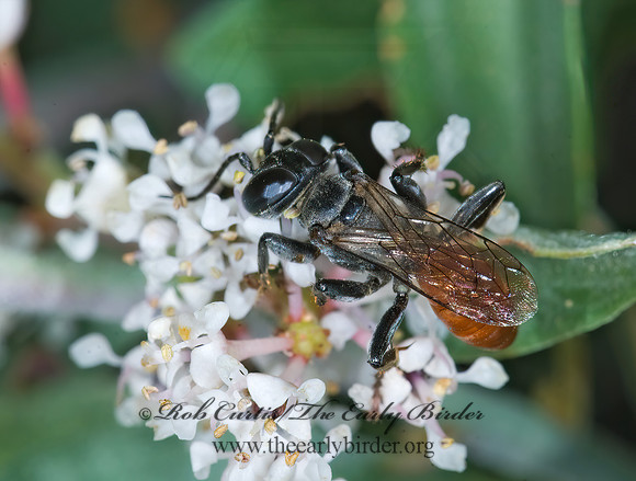 Prionyx parkeri or thomae 7009845z