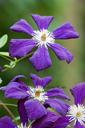 Clematis  CLEMATIS 5013110 Clematisz