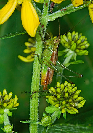 Conocephalus brevipennis  SHORT-WINGED MEADOW GRASSHOPPER  6014782z