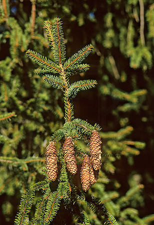 Picea abies  NORWAY SPRUCE 214415z