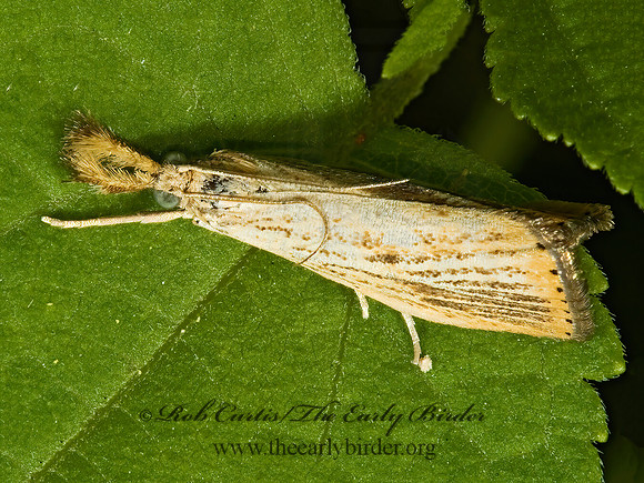 Agriphila ruricolella LESSER VAGABOND SOD WEBWORM 5001594z