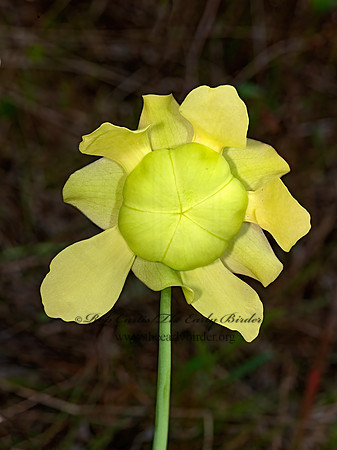 Sarracenia alata  PALE PITCHER PLANT 3028301-z