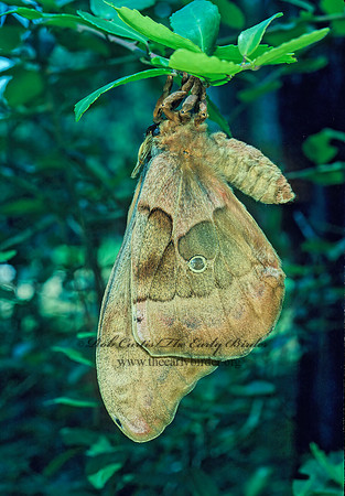 Antheraea polyphemus  POLYPHEMUS MOTH 169135 z