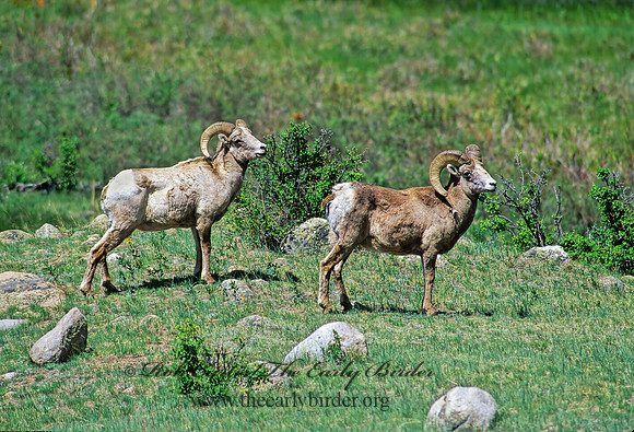 Ovis canadensis  BIGHORN SHEEP 152915z