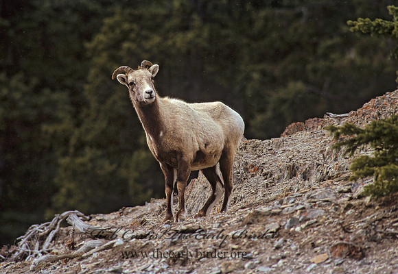 Ovis canadensis  BIGHORN SHEEP 222806z